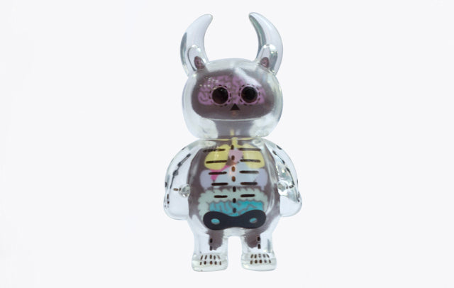 Anatomy Skull Uamou