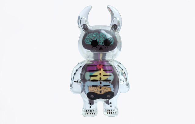 Anatomy Skull Uamou