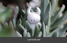 UAMOU AVAILABLE AT LUCKIDUCK
