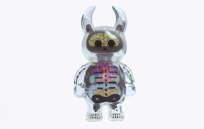 Anatomy Skull Uamou