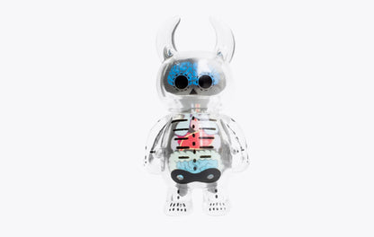 Anatomy Skull Uamou
