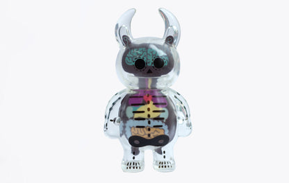 Anatomy Skull Uamou
